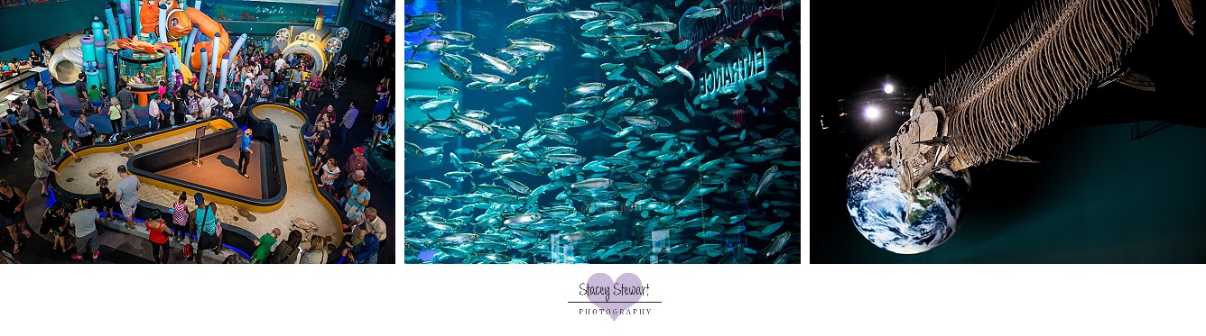 Ripley's Aquarium by Stacey Stewart.jpg