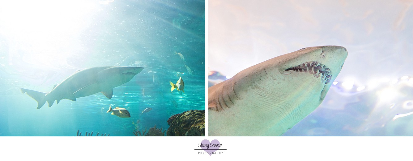 Sharks by Stacey Stewart Photography.jpg