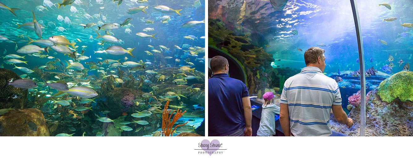 Ripley's Aquarium tunnel by Stacey Stewart.jpg