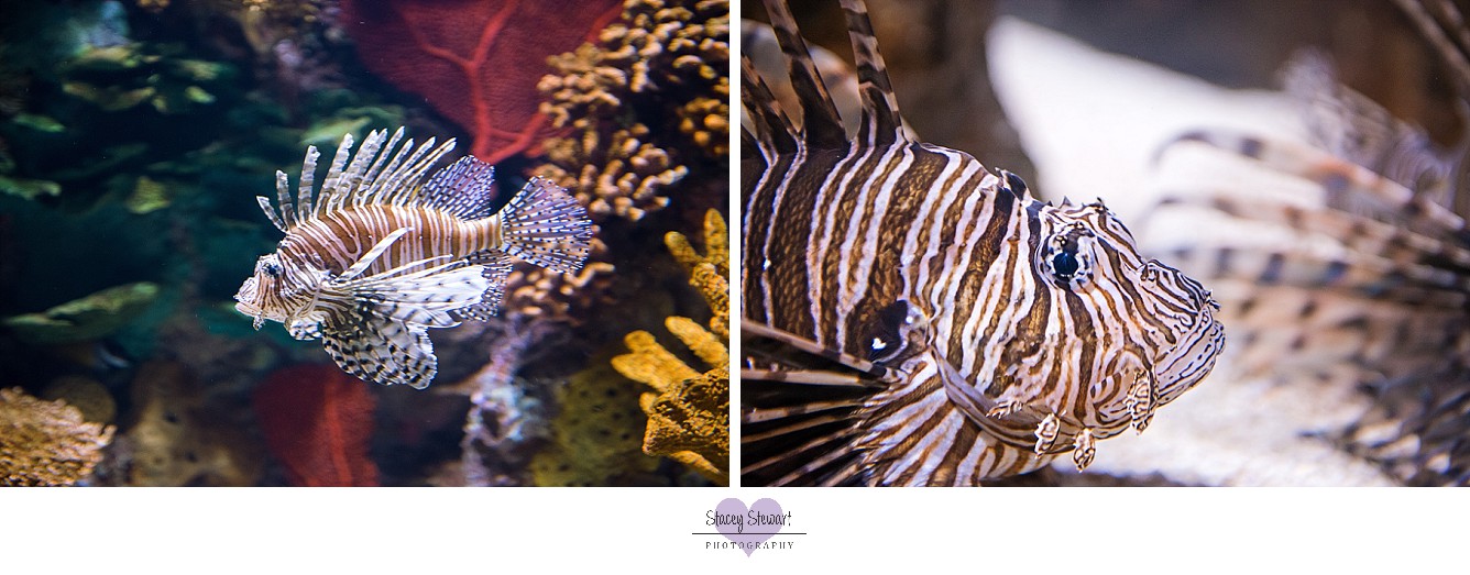 Lion fish image by Stacey Stewart Photography.jpg